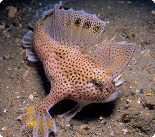 Handfish