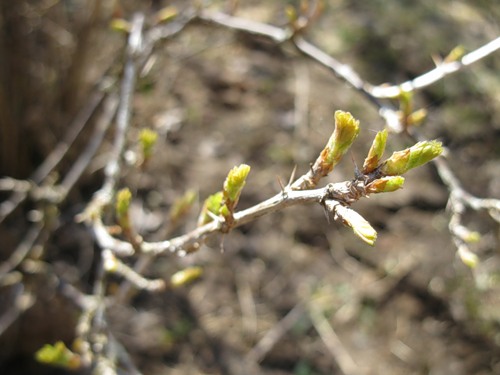 Всё о крыжовнике