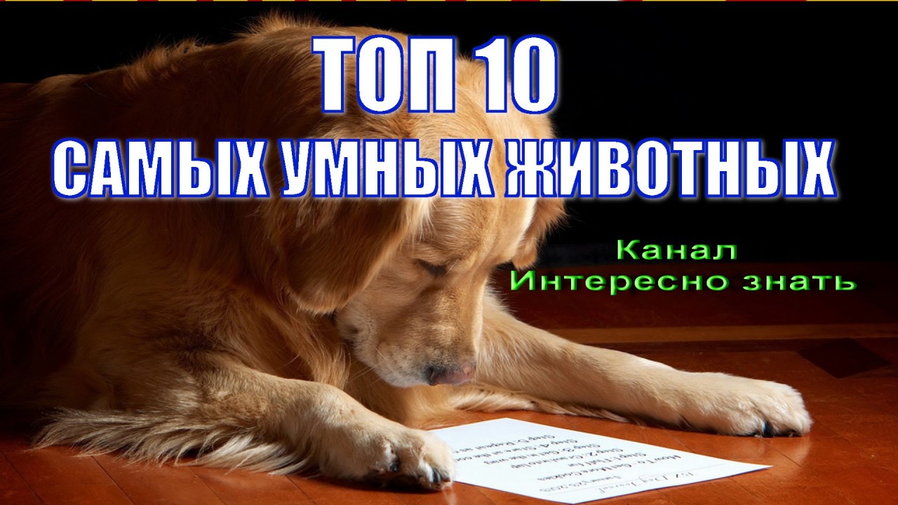 Проект 10 самых умных животных мира