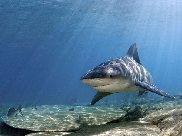 bull-shark_769_600x450