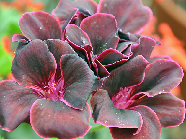 Пеларгония королевская / Regal pelargonium Пеларгония королевская / Regal pelargonium