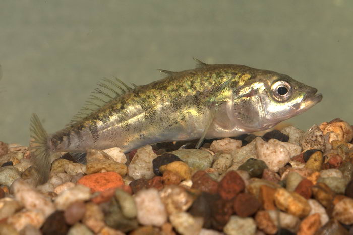 Рыба колючка трехиглая (Gasterosteus aculeatus) - самец