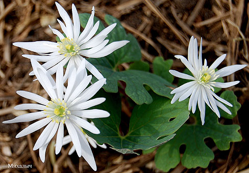 Сангвинария (Sanguinaria) Сангвинария (Sanguinaria)