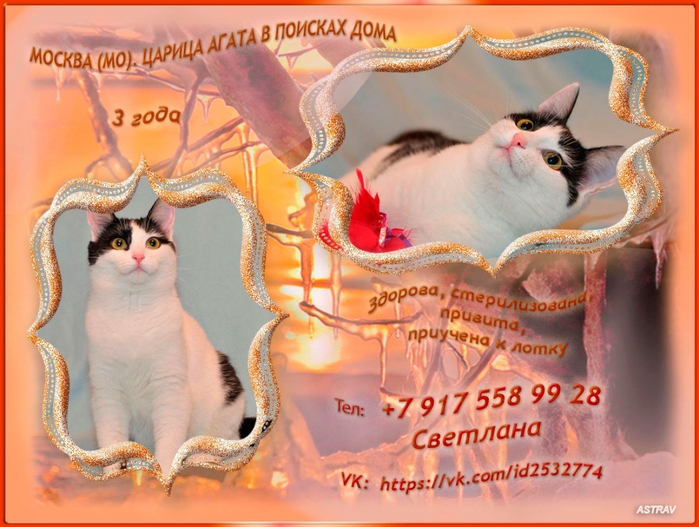 3045391_Agata2_2_ (700x527, 283Kb)