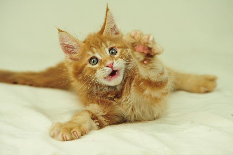 Эмоциональные котэ животные, коты