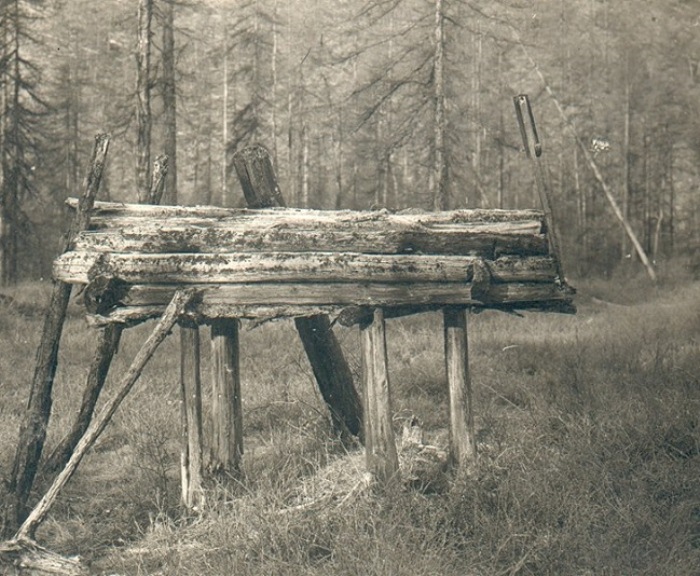Арангас в лесу. Арангас в лесу.