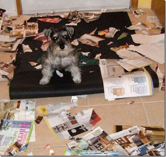 funny-cats-dogs-destroy-house-009