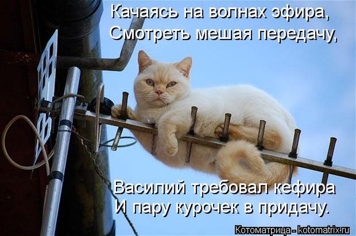 Лучшие котоматрицы недели (50 фото)