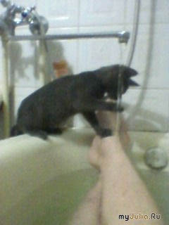 Котоцарь - Цезарь