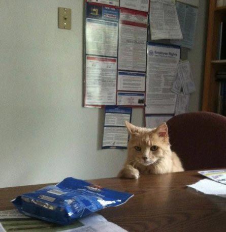 Тик-так, тик-так.. выходной, животные, кошки