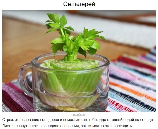 8 овощей, которые можно купить один раз, а потом выращивать всегда 8 овощей, которые можно купить один раз, а потом выращивать всегда