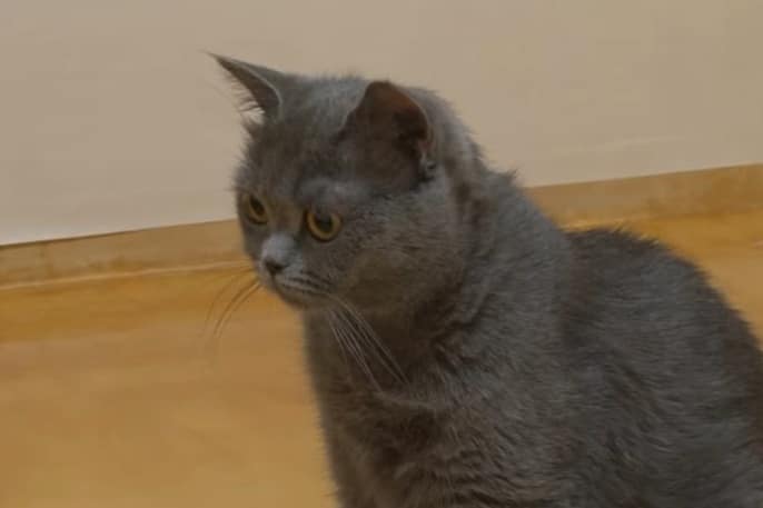 Удивленная кошка Серый кот