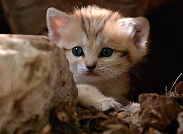 http://21region.org/uploads/posts/2011-08/1313778776_sand_cat_05.jpg