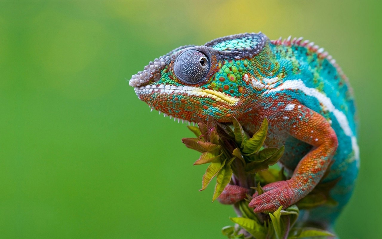 http://selfire.com/wp-content/uploads/2013/01/Colored-Chameleon.jpg