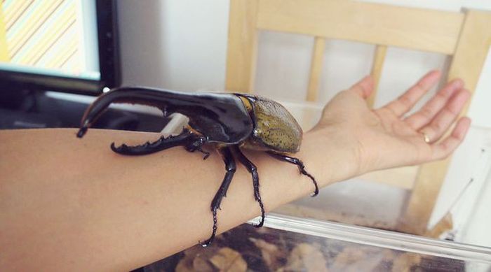 6. Жук-геркулес (Hercules beetle) 6. Жук-геркулес (Hercules beetle) животные, факты