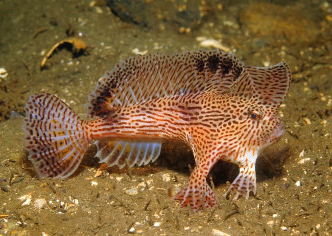 Handfish