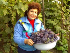 Виноград Изабелла в Подмосковье – правильный уход и обрезка + Видео Виноград Изабелла в Подмосковье – правильный уход и обрезка + Видео