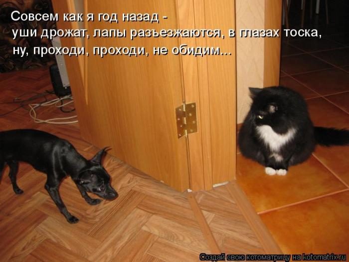 Лучшие котоматрицы недели