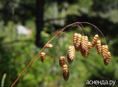 Травы для умеренно влажных мест Травы для умеренно влажных мест