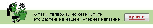 Кофе, кофейное дерево, арабика (Coffea) Кофе, кофейное дерево, арабика (Coffea)