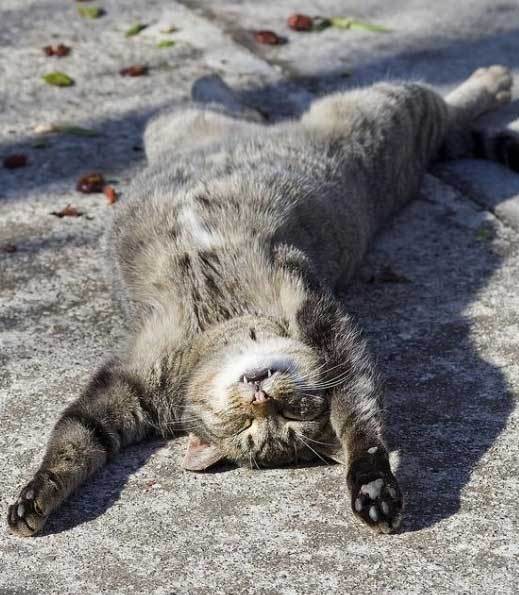 Эмоциональные котэ животные, коты