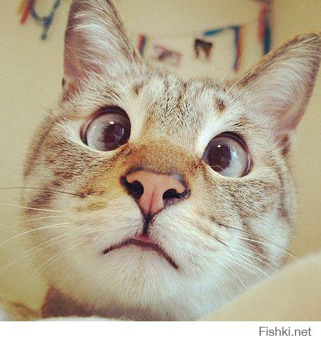 Котямяуки милаши (просто смешные и забавные фотки котэ) кошки, милые киски, прикол, прикольные котэ, смешные кошки, юмор
