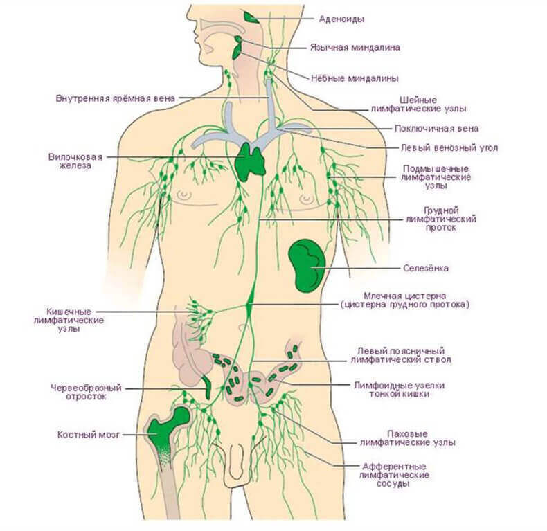 Как поддерживать чистоту лимфатической системы
