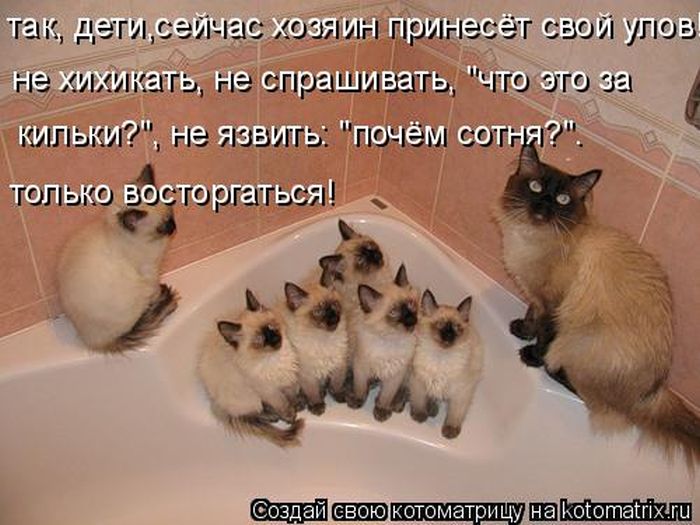 Лучшие котоматрицы недели (49 фото) Забавный котопост