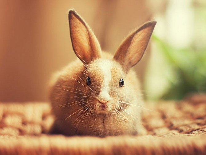 Очаровательные кролики-фотомодели
