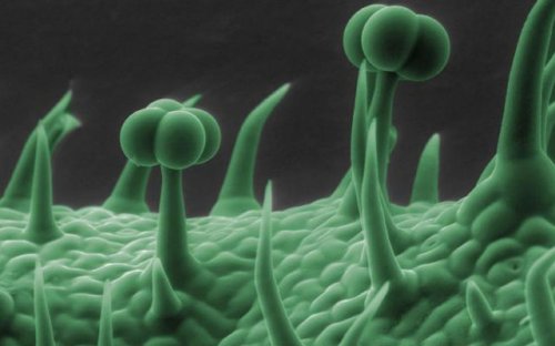 Макрофотографии обычных вещей (29 шт)