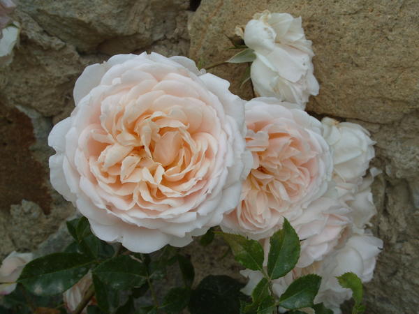 Романтическая роза сорт Mon Jardin et Ma Maison
