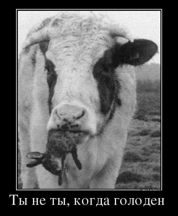 Ты не ты когда голоден! Ты не ты когда голоден, позитив, прикол, юмор
