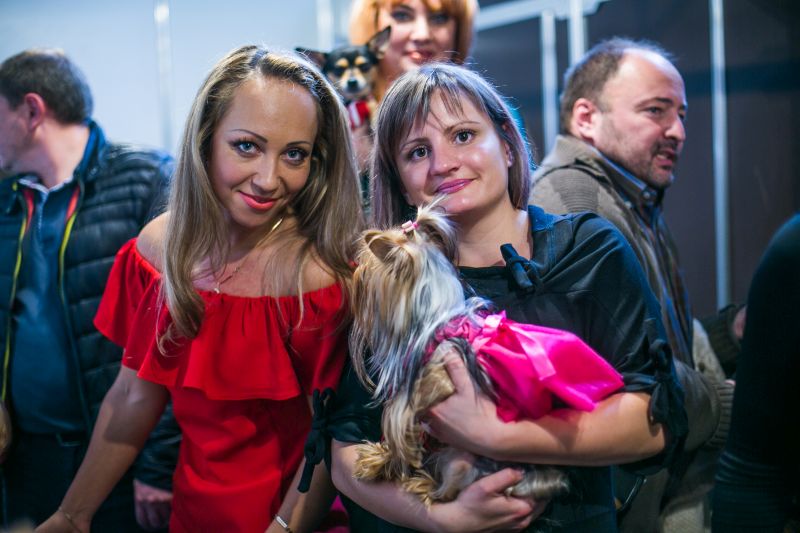 Забавный Backstage шоу маленьких собачек на на «Artpodium 2015» Забавный Backstage шоу маленьких собачек на на «Artpodium 2015»