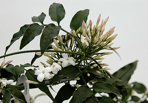 Жасмин (Jasminum) Жасмин (Jasminum)
