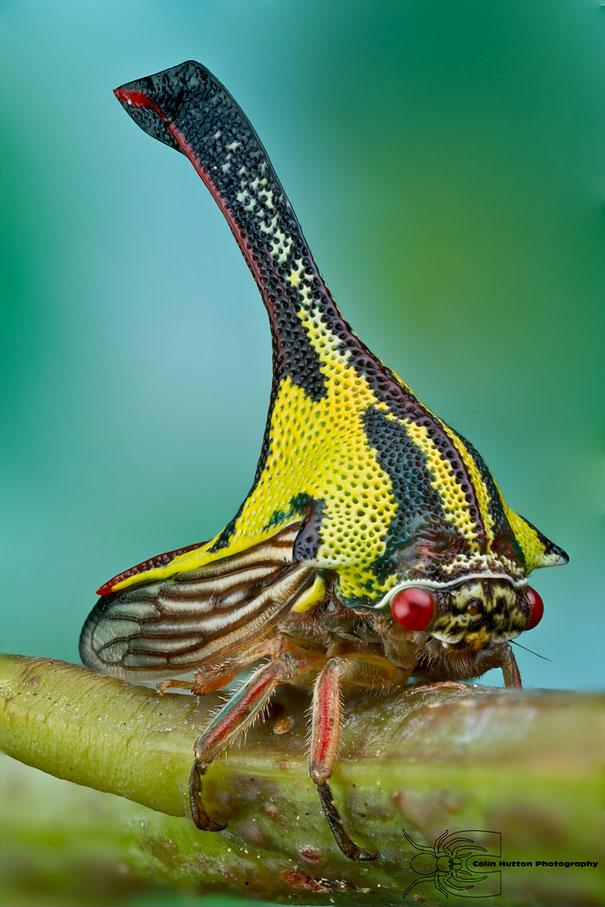 Umbonia Spinosa животные, природа