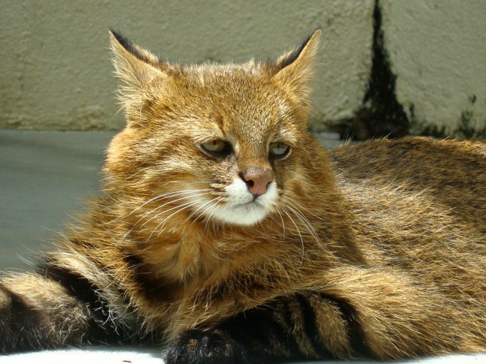 Великолепные коты и кошки, о которых вы не слышали