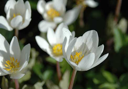 Сангвинария (Sanguinaria) Сангвинария (Sanguinaria)