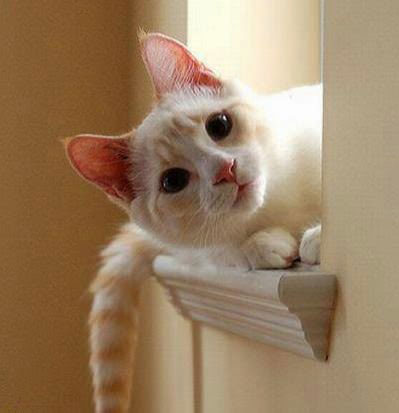 Смешные кошки