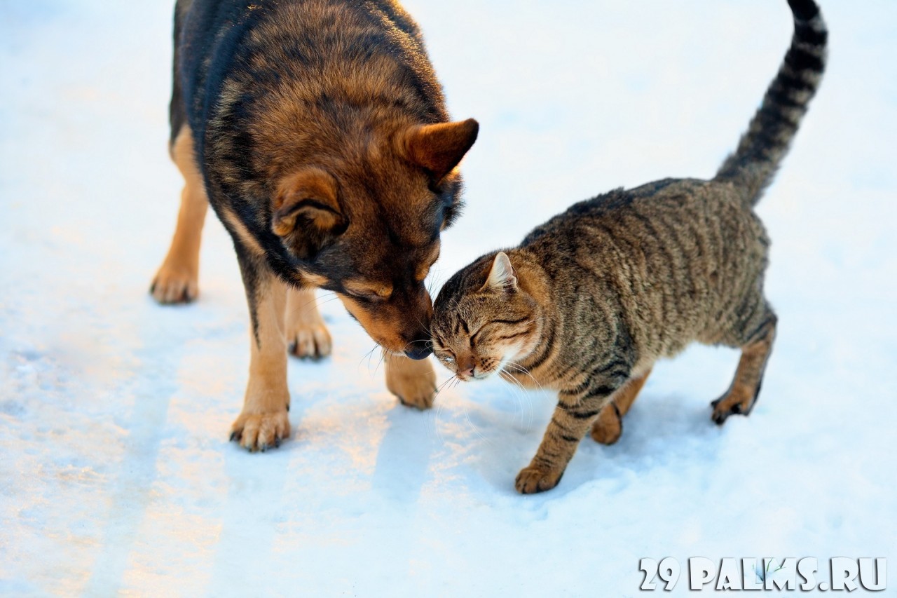 Как кошка с собакой. Часть 1 животные, коты, кошки, собаки, фото, юмор