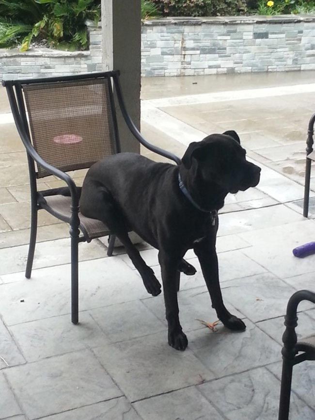 30 неприхотливых собак, которые будут сидеть везде, где им вздумается comfydogs18 30 неприхотливых собак, которые будут сидеть везде, где им вздумается