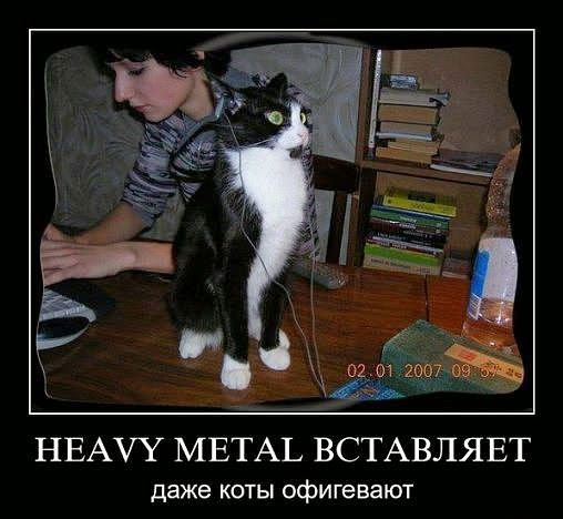 Смешные кошки