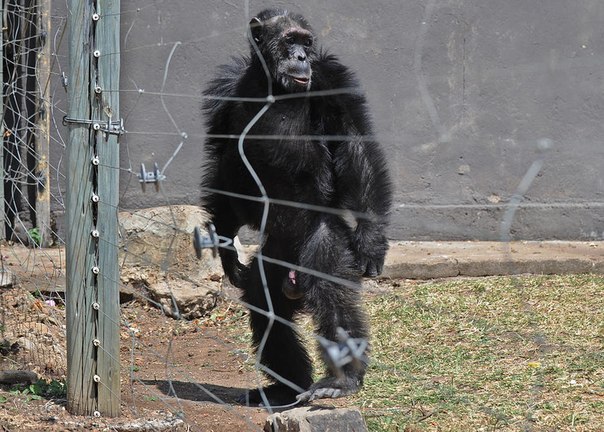 Сделать из обезьяны человека не удалось: суд Нью-Йорка отказался уравнять шимпанзе и людей в правах
