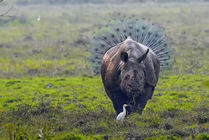 Самые смешные фотографии дикой природы 2018, Comedy Wildlife Photo Awards