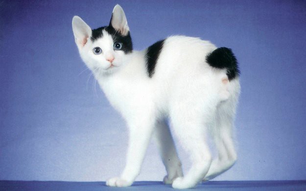 3. Мэнкс 3. Мэнкс животные, коты