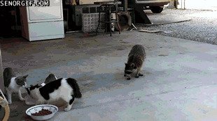 Тырить не перетырить, или о воровтстве в гифках gif, воровство, гифки, карманники, мошенники, подборка, прикол