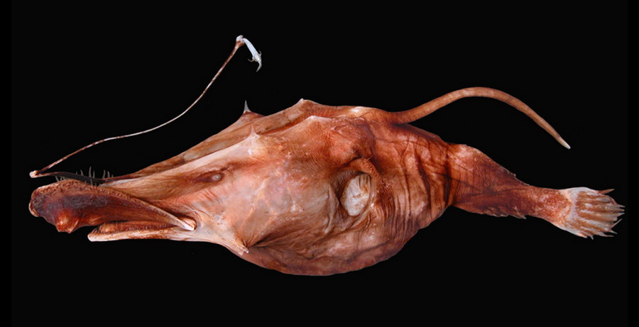 3. Умелый рыболов. глубоководные рыбы, монстры, рыбы