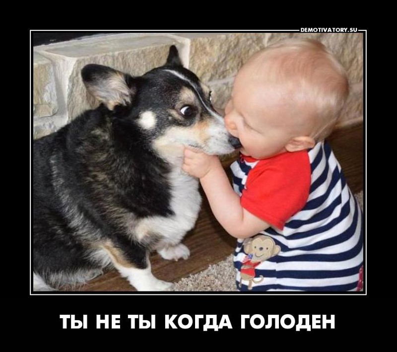 Ты не ты когда голоден! Ты не ты когда голоден, позитив, прикол, юмор