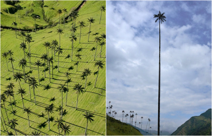 Самая высокая пальма в мире является национальным деревом Колумбии.