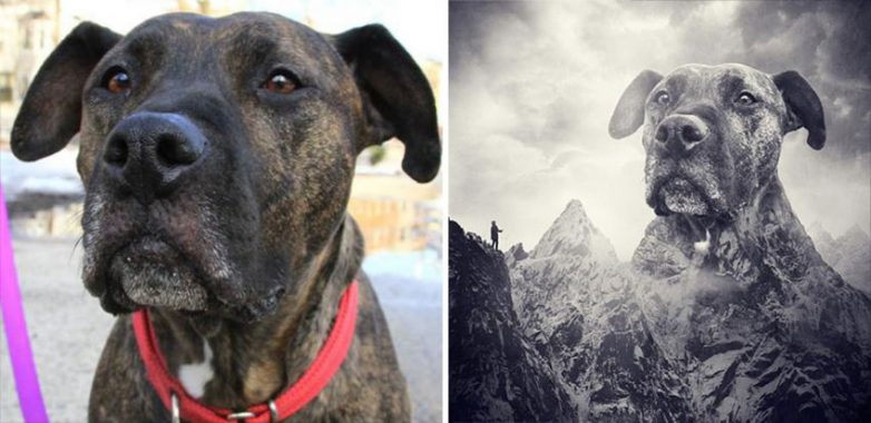 Волшебные собаки из приютов Волшебные собаки из приютов собаки, приют