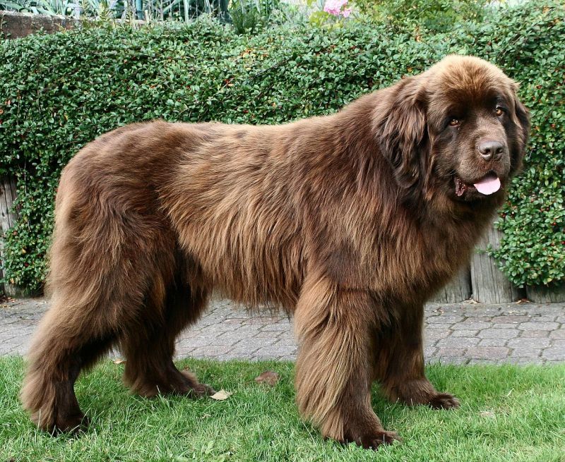 самые большие собаки мира: порода Ньюфаундленд. фото